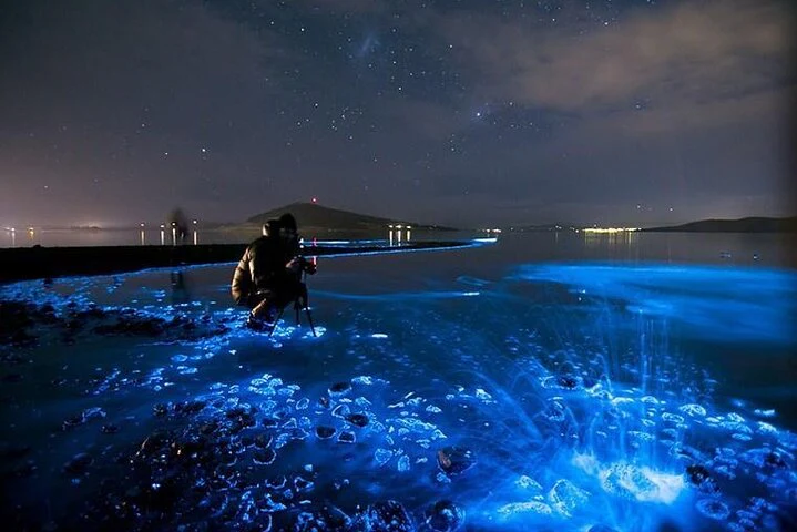 Bioluminescent Tour