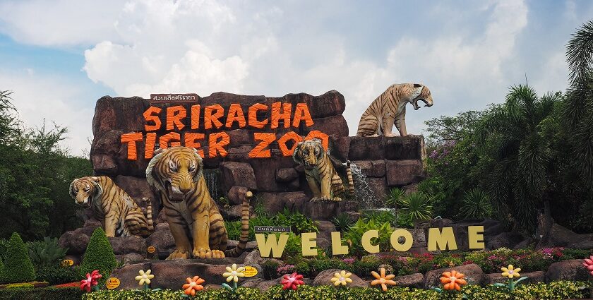 Tiger Sriracha kingdom Tiger